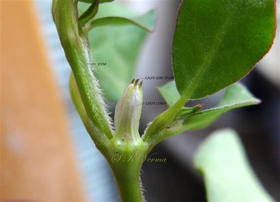  Young flower